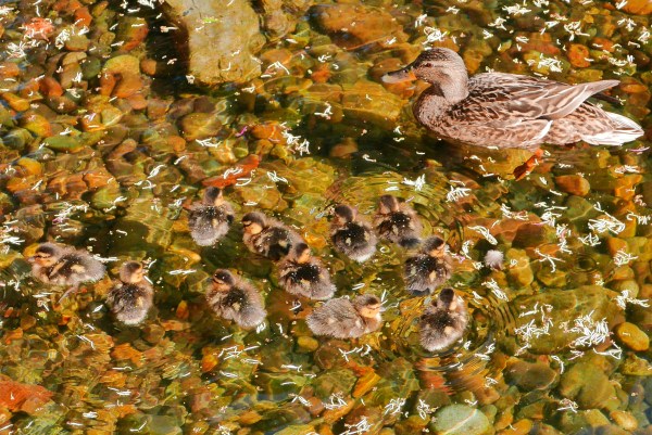 Mother duck with 12 baby ducks in pond