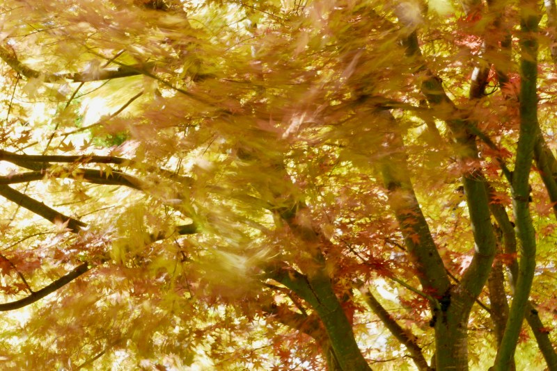 Golden maple leaves swirling in wind
