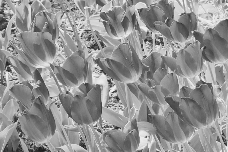 Group of tulips in black-and-white