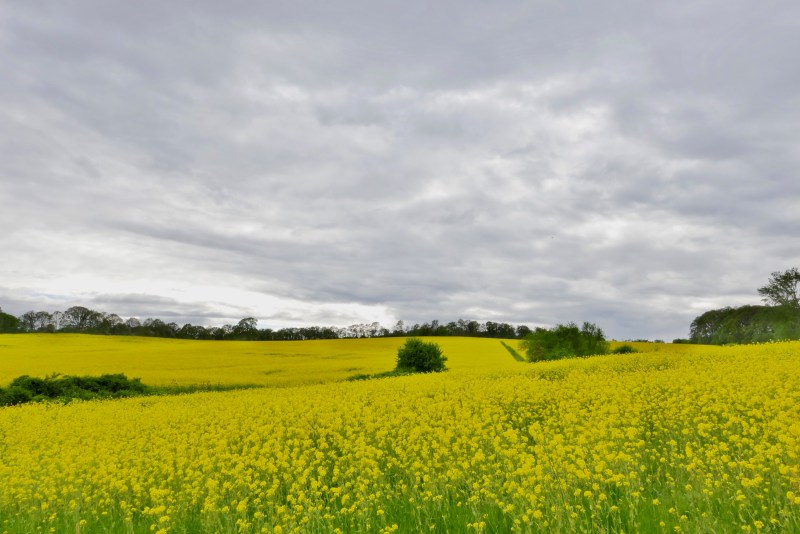 Field of yellow flowers under grey sky