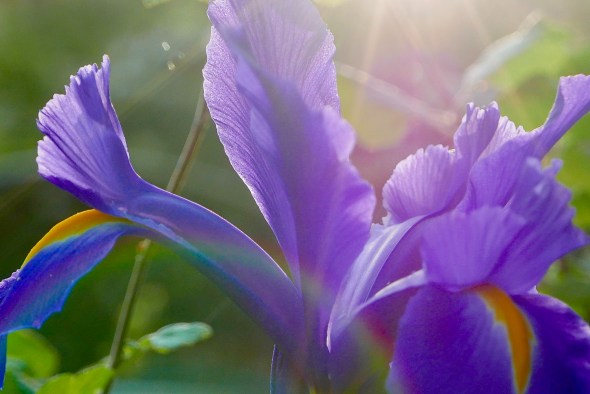 Purple iris flower