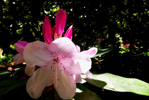 Light pink rhododendron in bloom