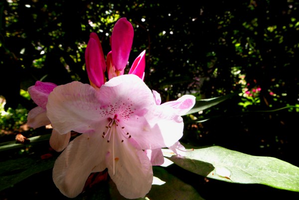 Light pink rhododendron in bloom