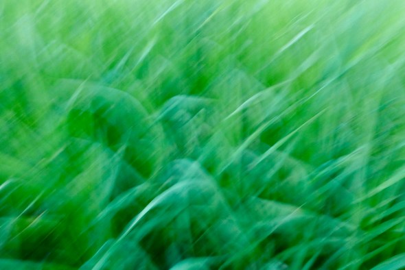 Long green grasses in a blur