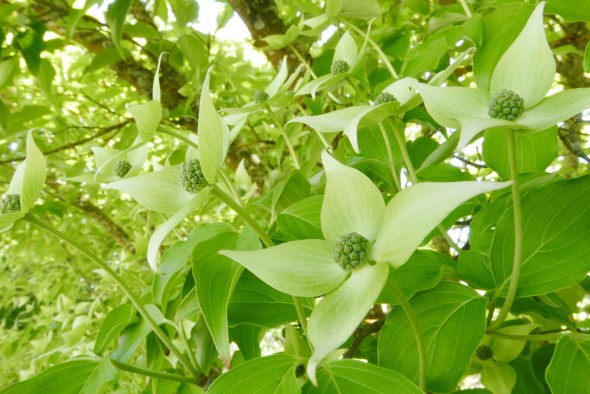 Dogwood blooming