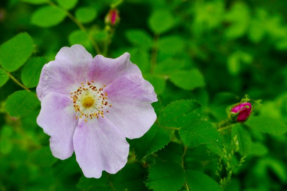 Wild rose and buds