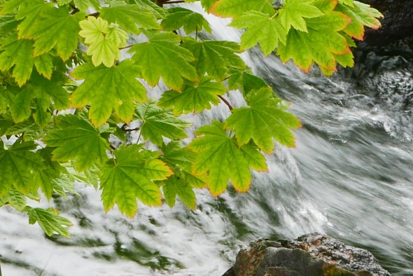 Maple leaves above fast-moving stream