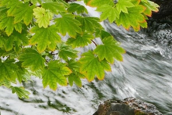 Maple leaves above fast-moving stream