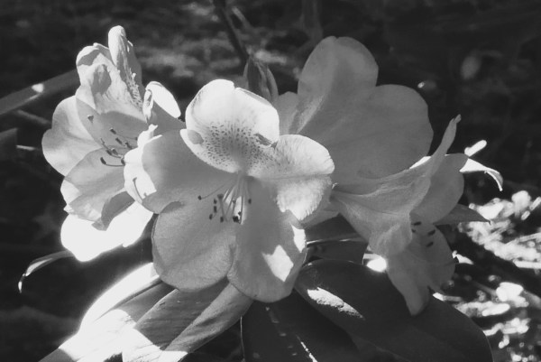 Rhododendron blossoms