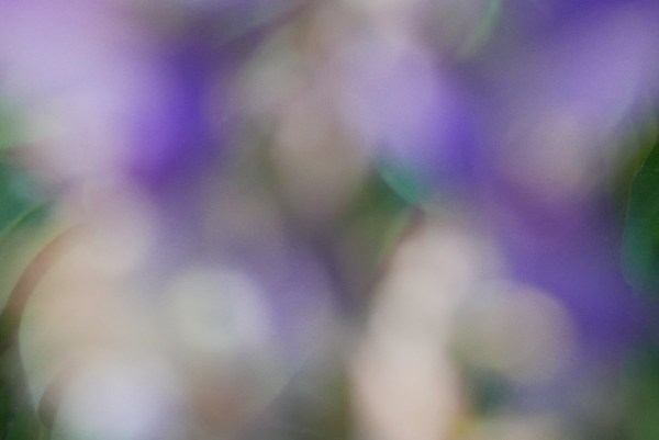 Blurred flowers and leaves