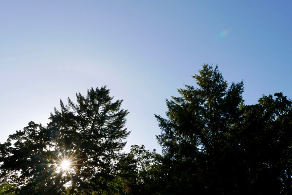 Blue sky and evening sun shining through tall trees