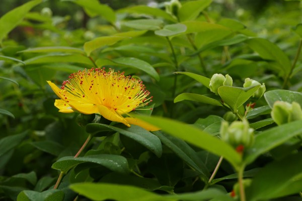 Yellow St. Johnswort flower blooming among green leaves