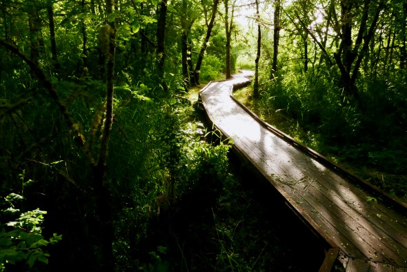 boardwalk leading away through trees toward sun