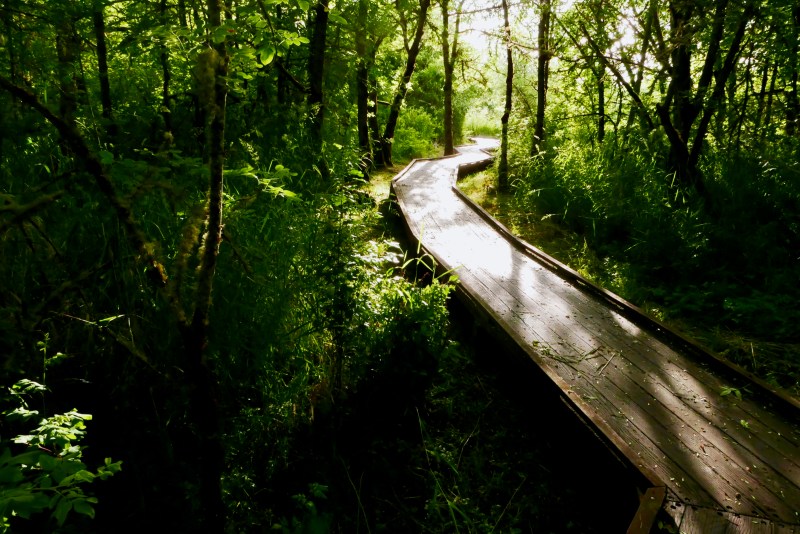 boardwalk leading away through trees toward sun