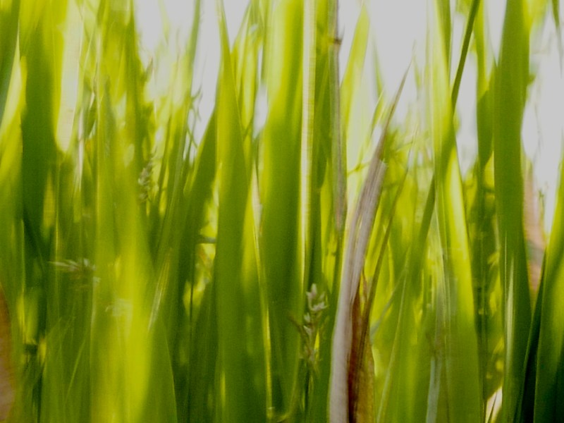 Blurred sunlit grasses