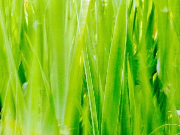 Green grasses waving in breeze