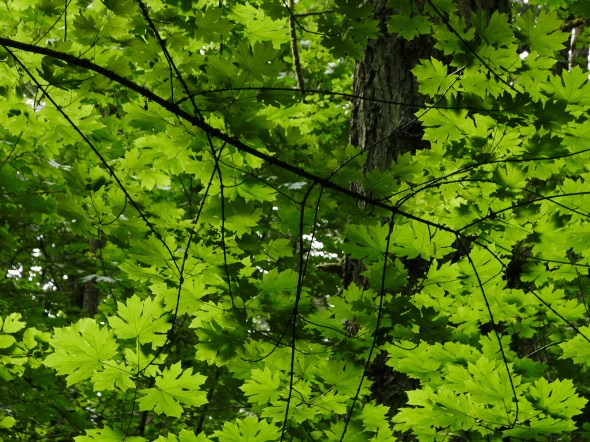 Green maple leaves