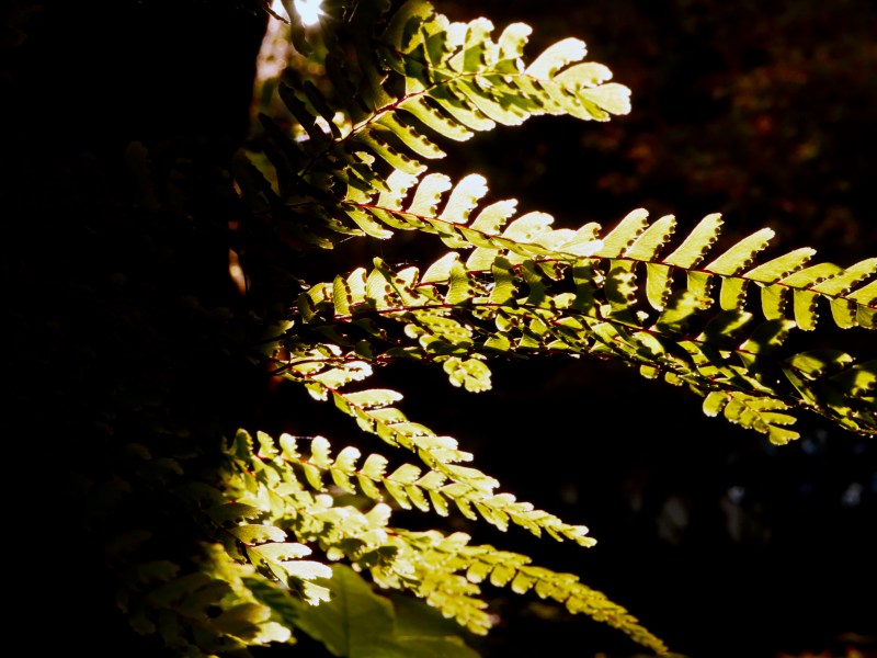 maidenhair fern fronds