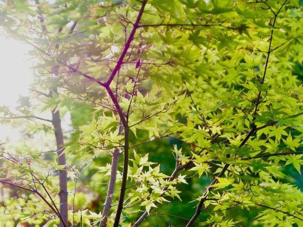 Japanese maple tree with swirling green leaves