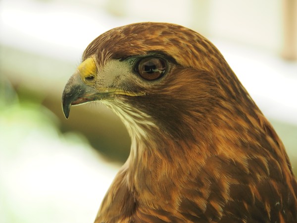 Red-tailed Hawk Portrait