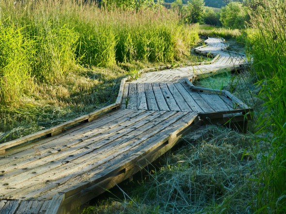 Boardwalk curving through grassy marsh