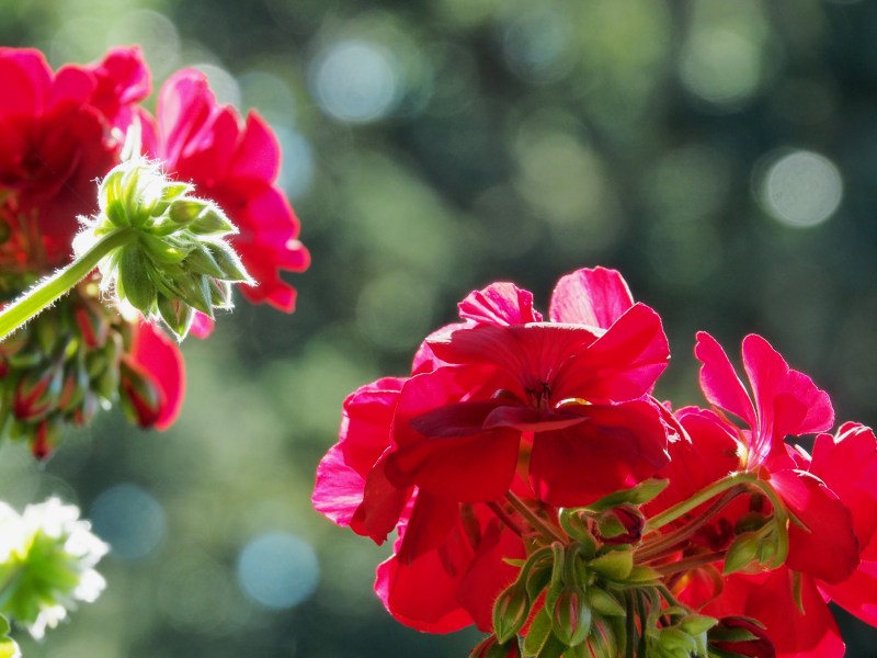 Red geranium flowers and buds