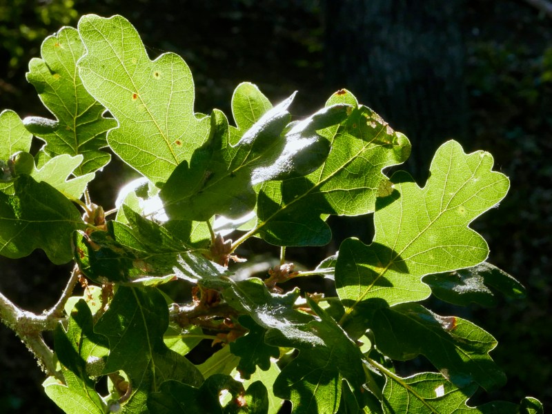 Glowing green oak leaves backlit by sun