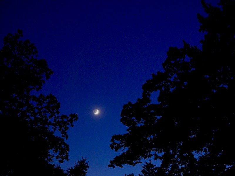 Crescent moon and silhouetted trees in evening sky