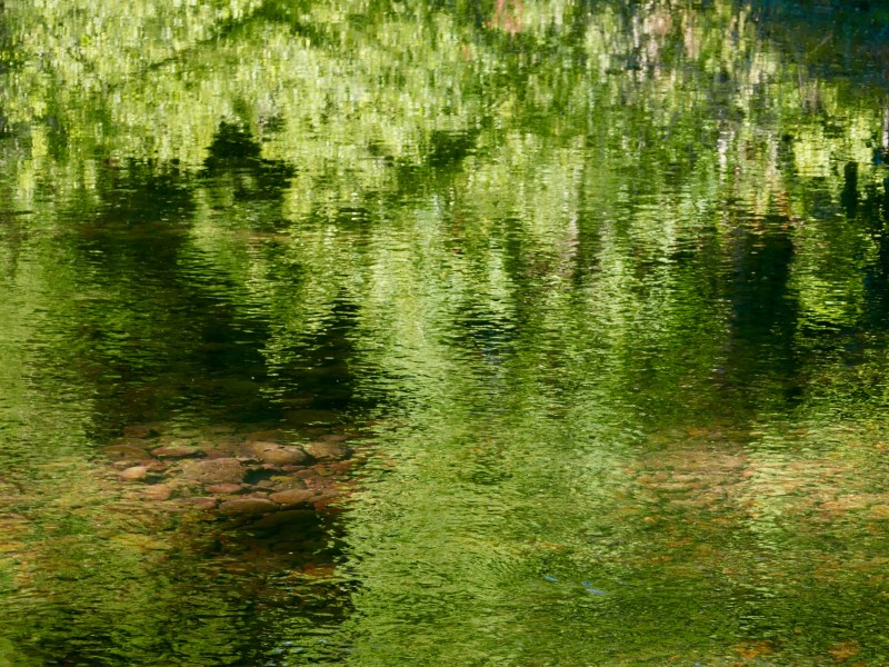 Green reflections in river