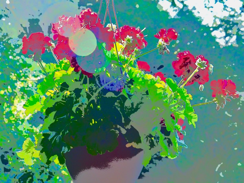 Geranium plant in hanging pot