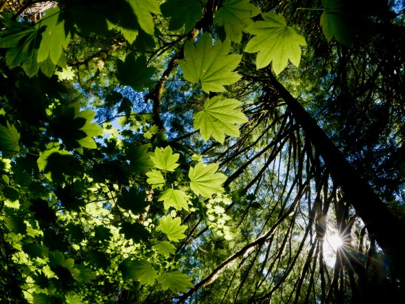 Maple leaves and conifers with starburst sun