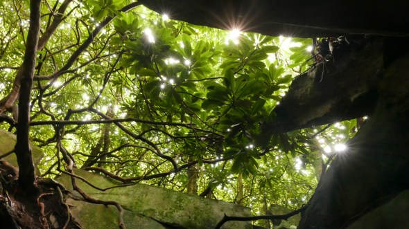 Rhododendrons and Sunbursts