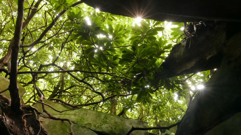 Rhododendrons and Sunbursts