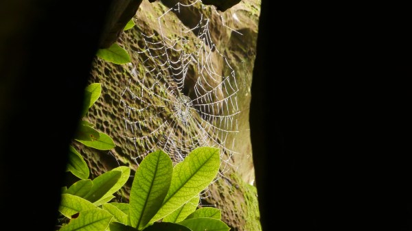 Spiderweb, leaves and sandstone