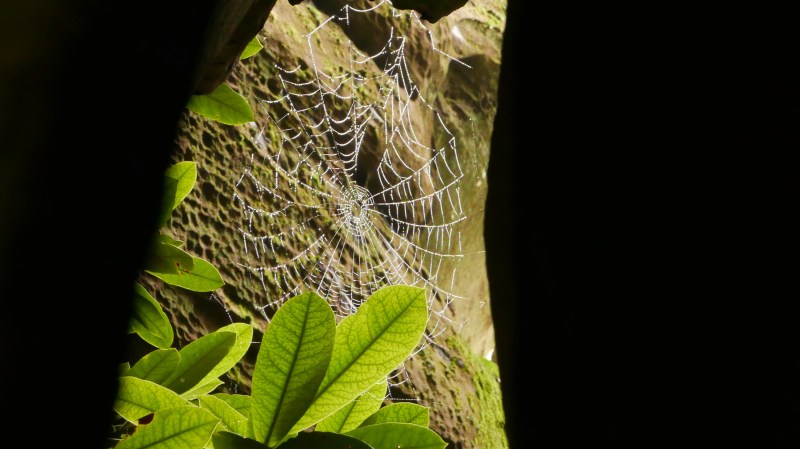 Spiderweb, leaves and sandstone
