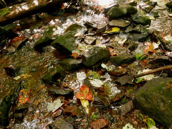 Rocky stream and fallen leaves