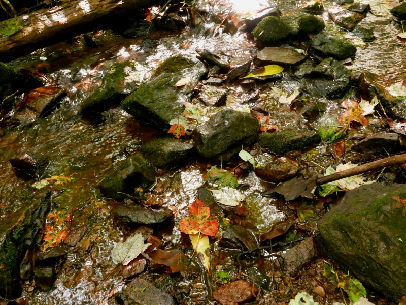 Rocky stream and fallen leaves