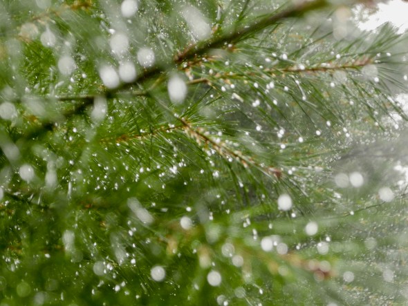 Raindrops on pine needles
