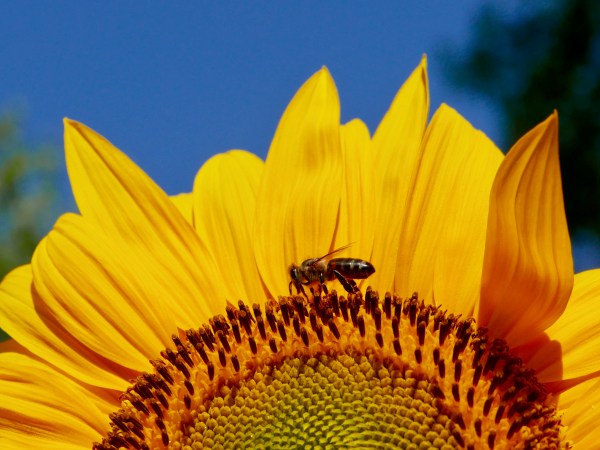 Bee walking on sunflower