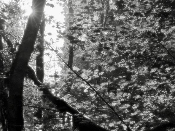 Black-and-white forest of trees and leaves