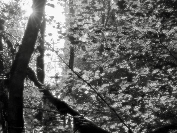 Black-and-white forest of trees and leaves