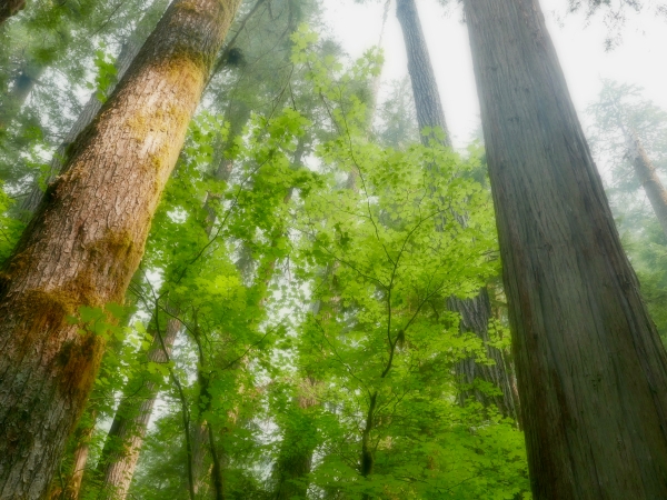 Tall tree trunks and green maple leaves