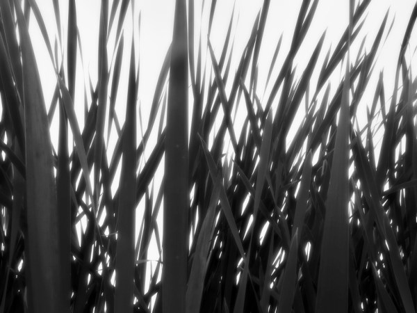 black-and-white cattails