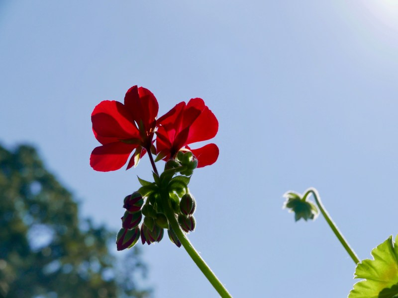 Red geranium blooms and blue sky