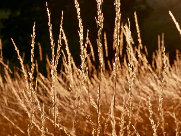 Golden grasses in meadow