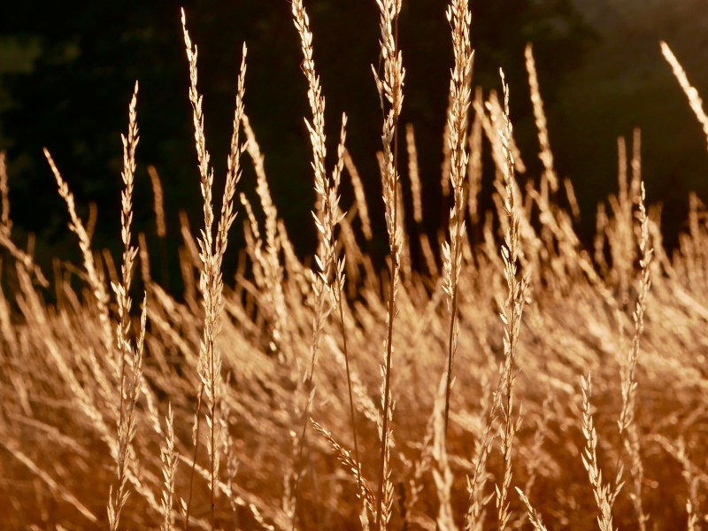 Golden grasses in meadow