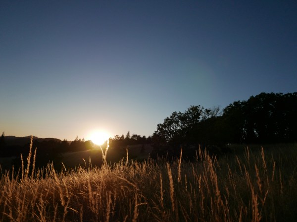 Sunset over silhouetted trees and golden grasses