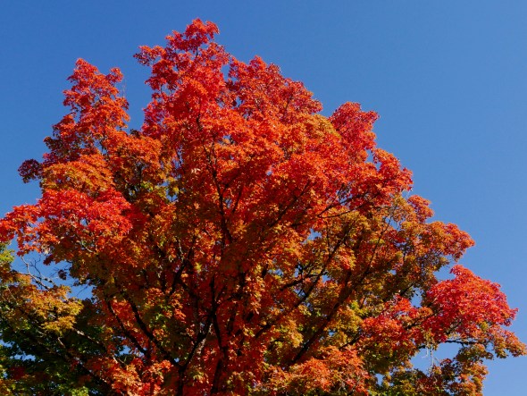 Orange maple tree and blue sky