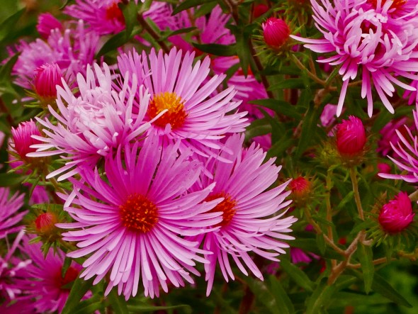 Pink Aster Flowers