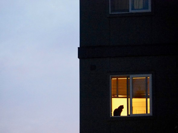 Cat silhouetted in window